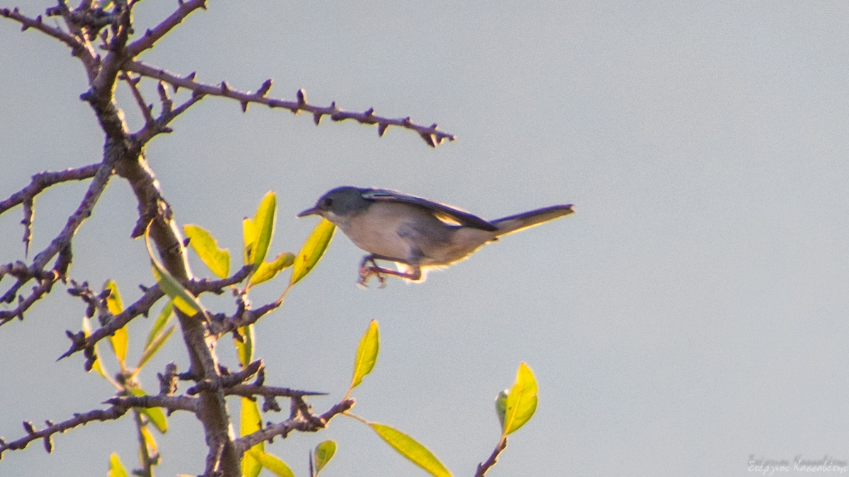 Eastern Subalpine Warbler - ML622480731