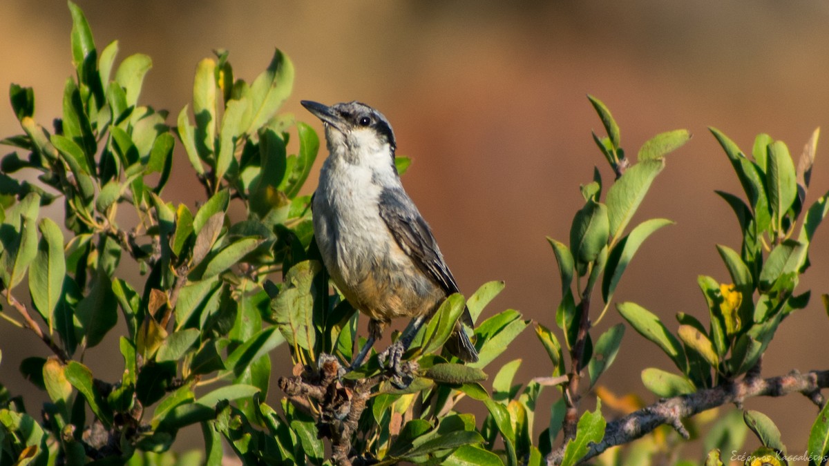 Western Rock Nuthatch - ML622480742