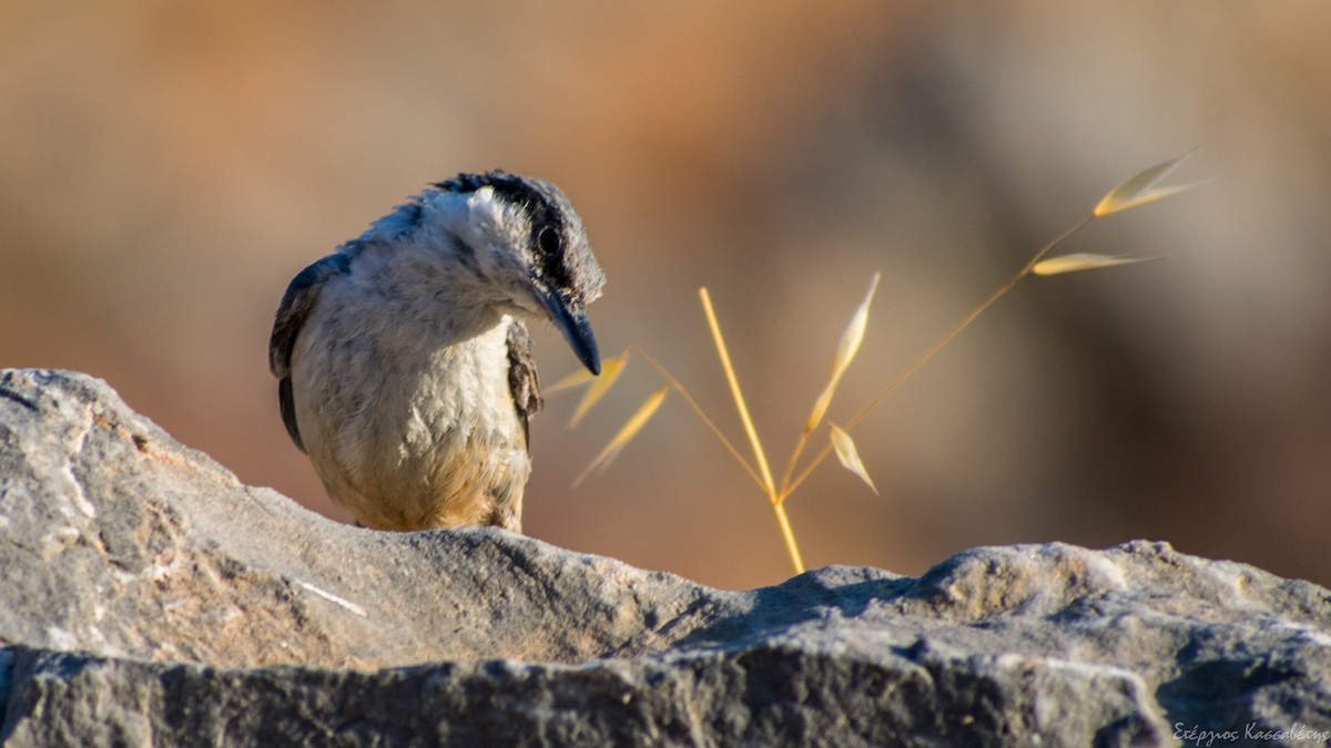 Western Rock Nuthatch - ML622480743