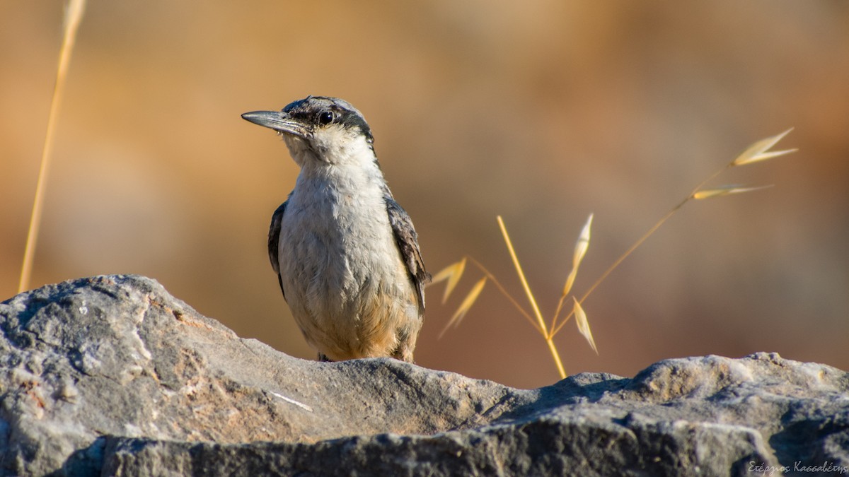 Western Rock Nuthatch - ML622480744