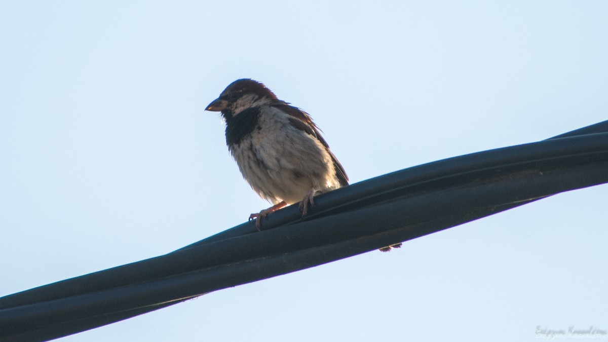 House Sparrow - ML622480747