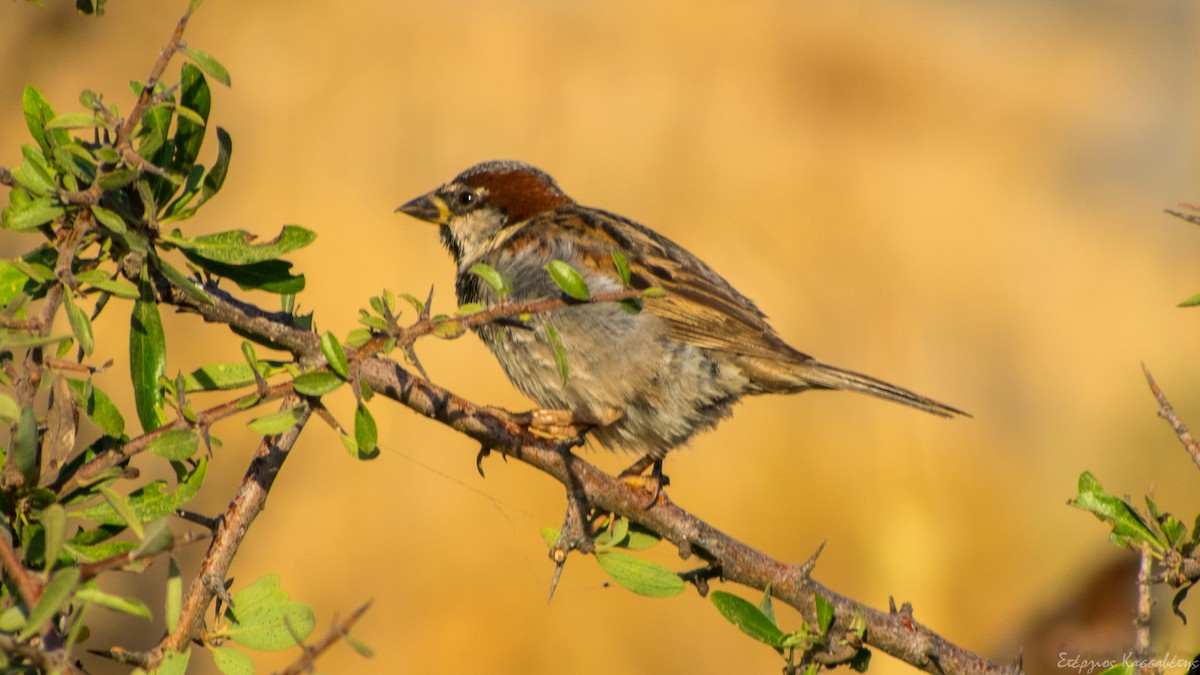 House Sparrow - ML622480748