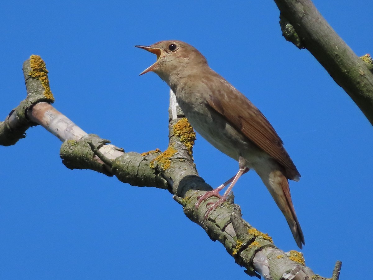 Thrush Nightingale - ML622480758