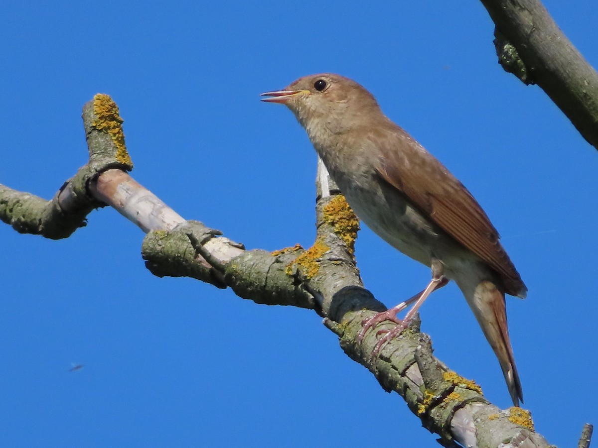 Thrush Nightingale - ML622480759