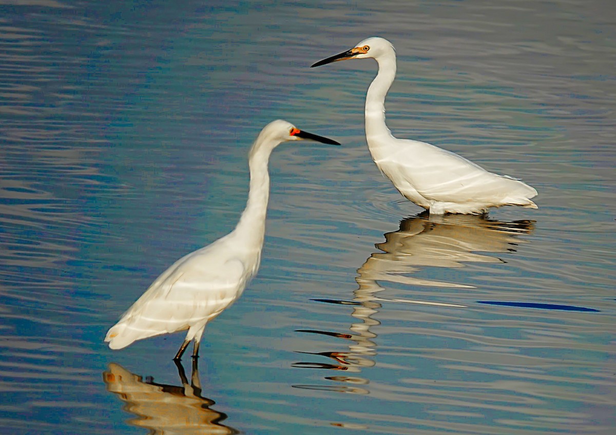 Great Egret - ML622480763