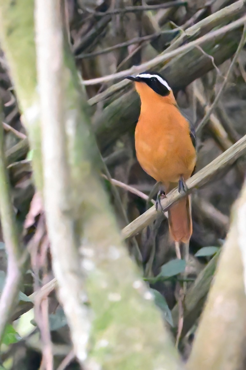 White-browed Robin-Chat - ML622480796