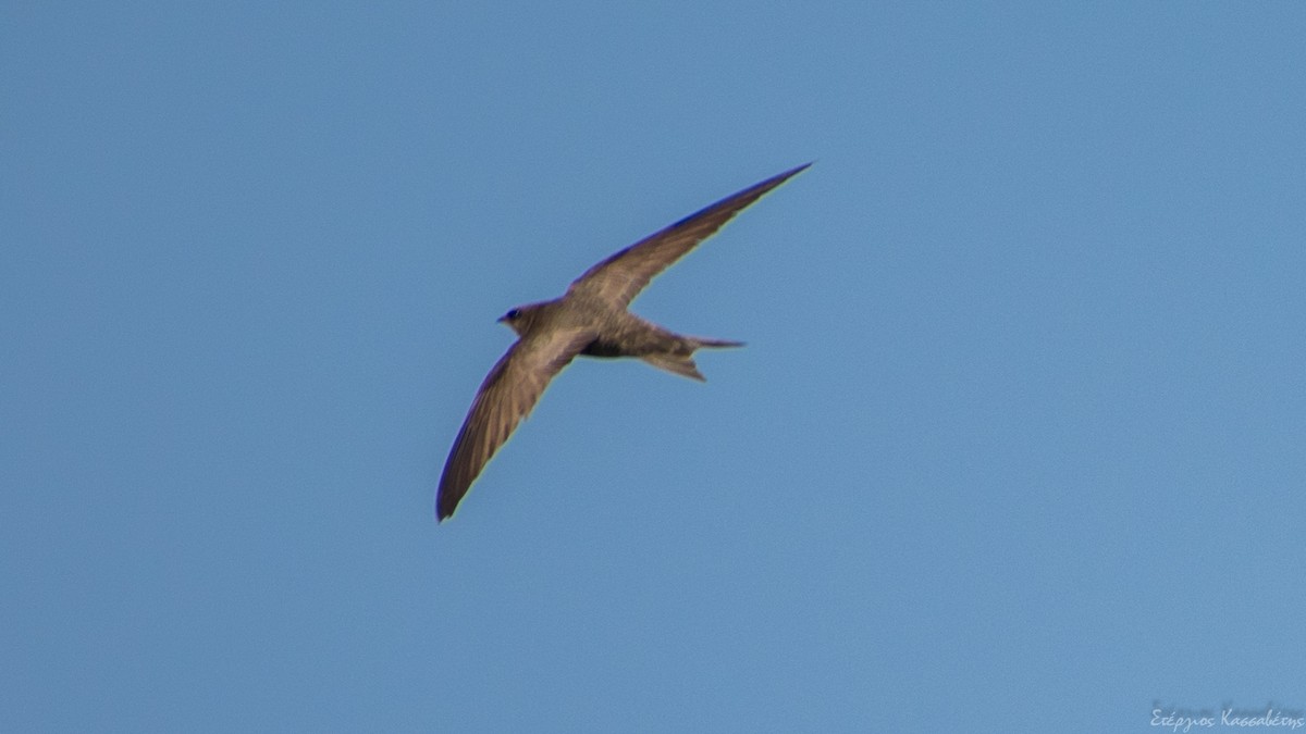 Pallid Swift - ML622480808