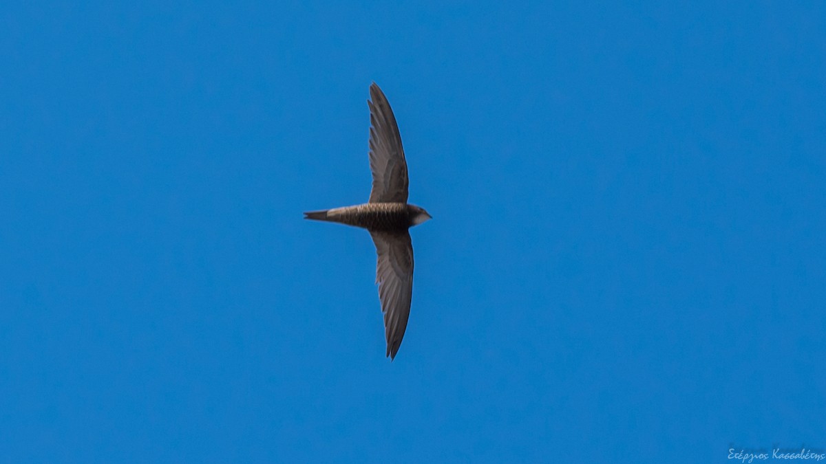 Pallid Swift - ML622480810