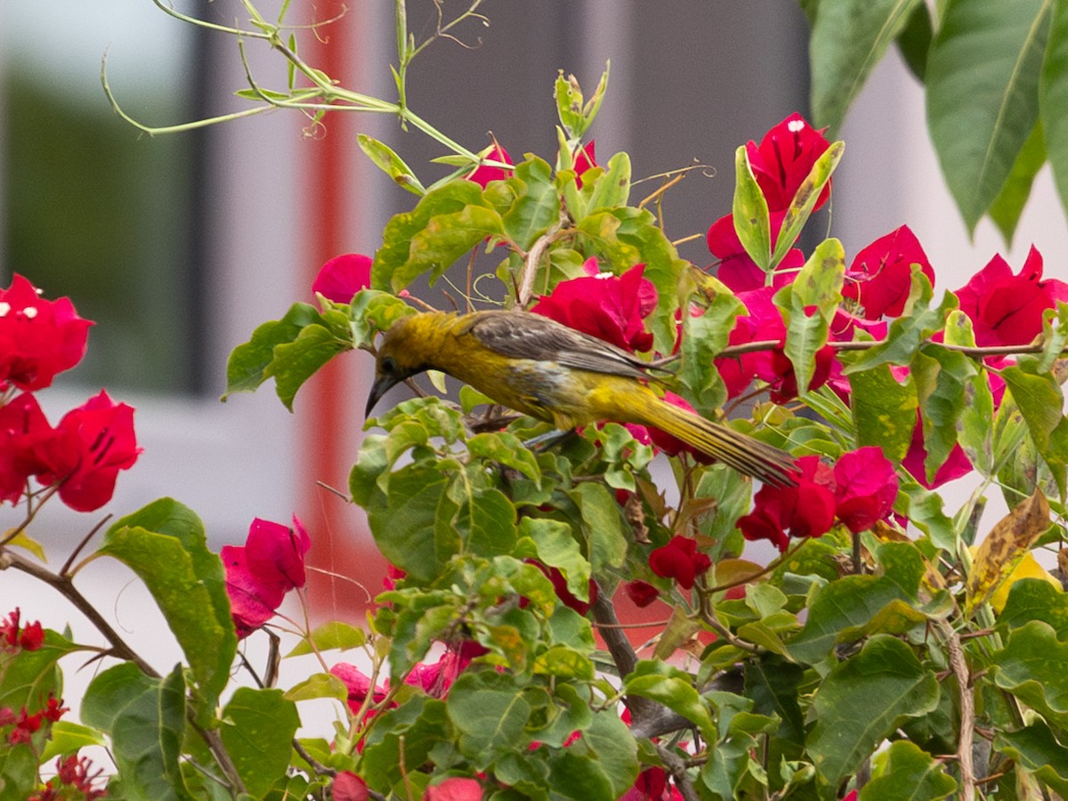 Hooded Oriole - ML622480811