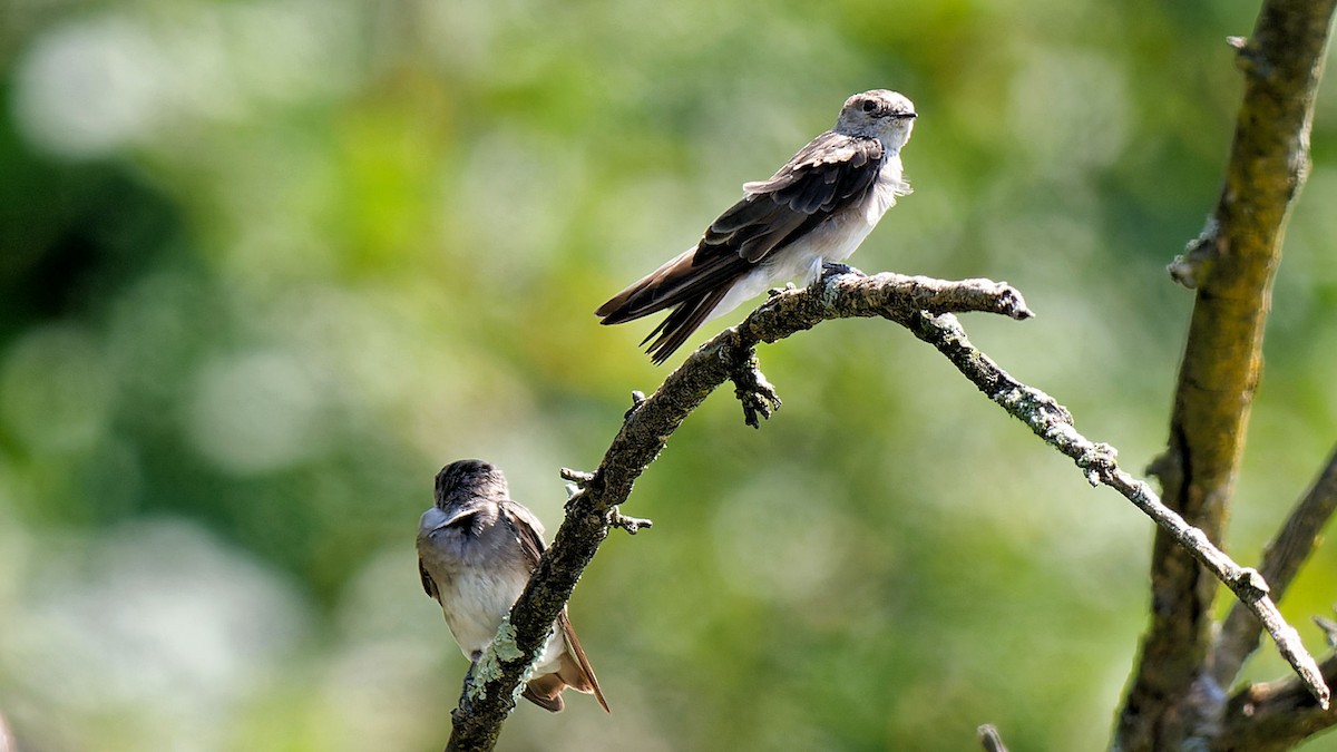 Northern Rough-winged Swallow - ML622480827