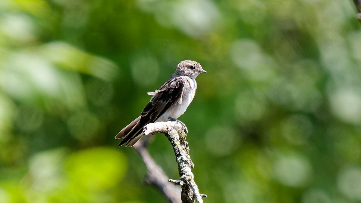 Northern Rough-winged Swallow - ML622480828