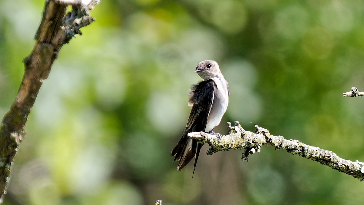 Northern Rough-winged Swallow - ML622480829