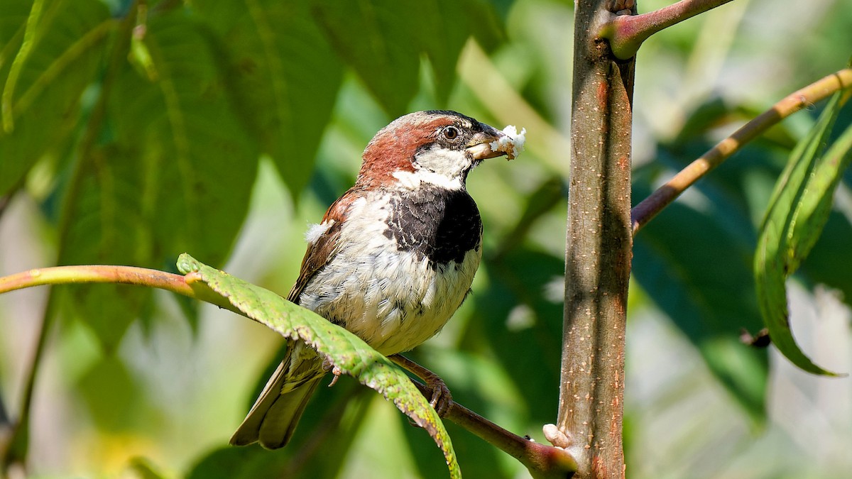 House Sparrow - ML622480833