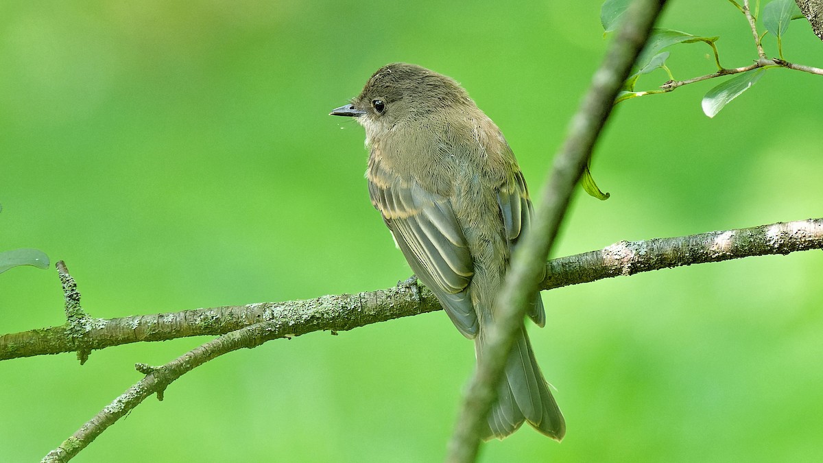 Eastern Phoebe - ML622480863