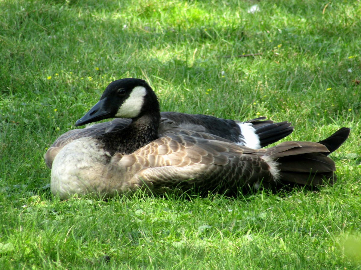 Canada Goose - ML622480945