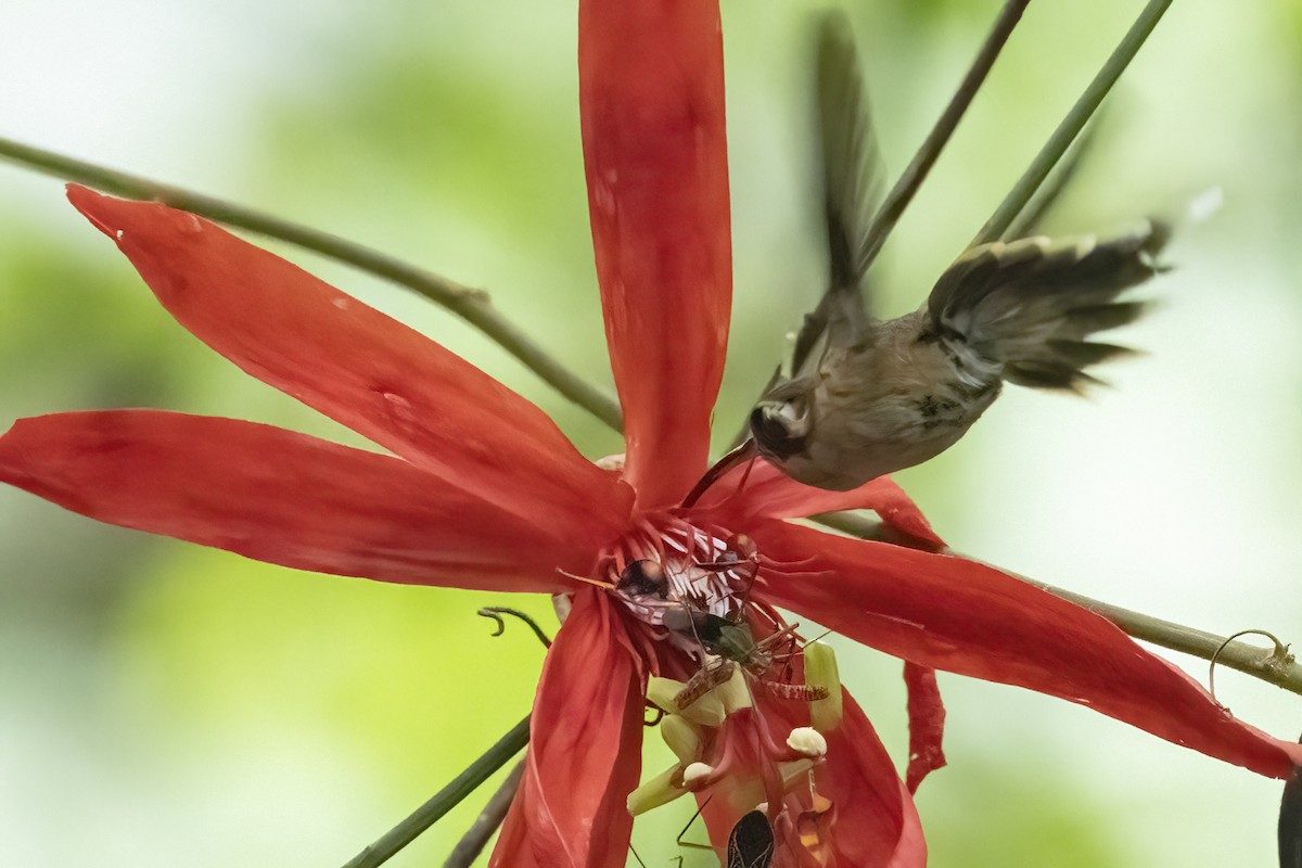 Pale-bellied Hermit - ML622480997