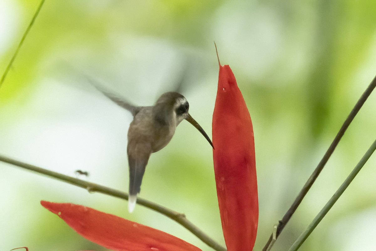 Pale-bellied Hermit - ML622481004