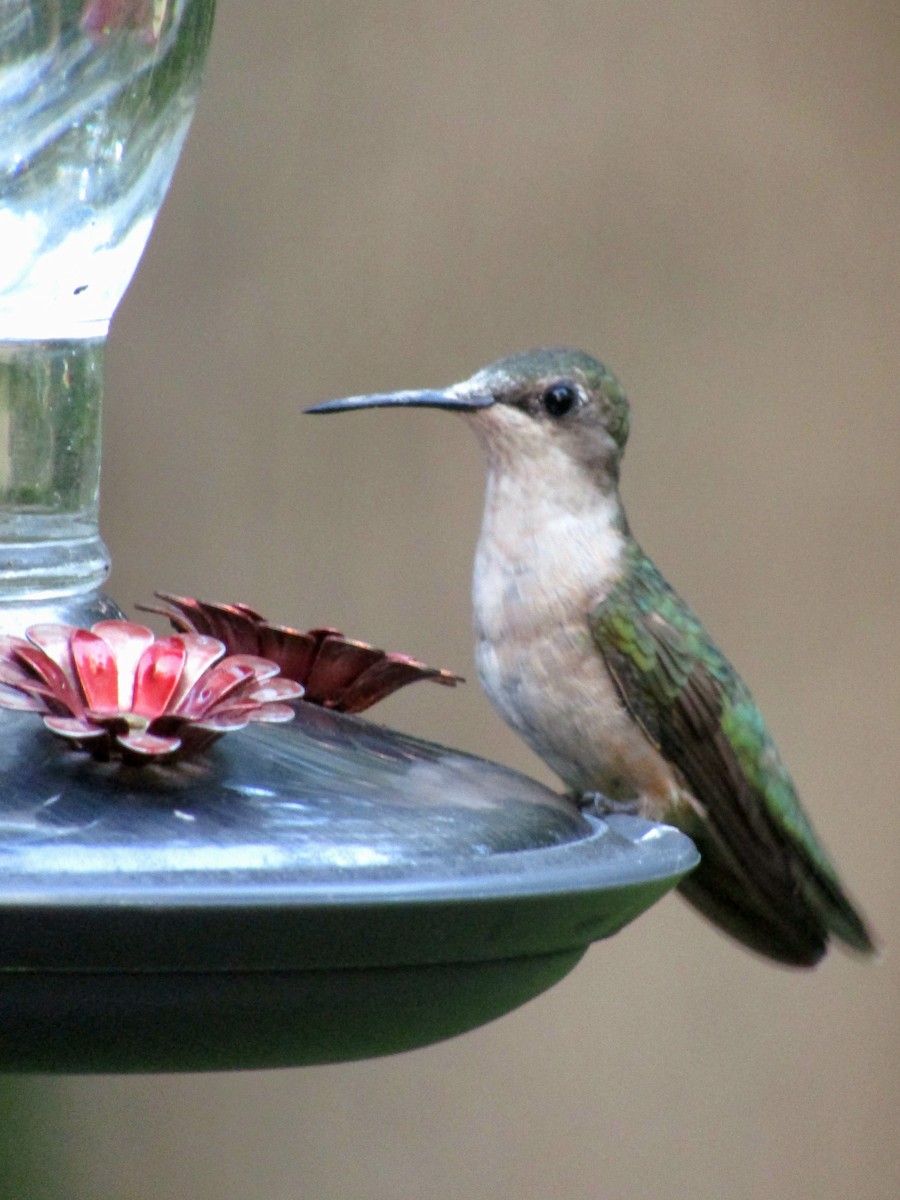 Ruby-throated Hummingbird - ML622481006