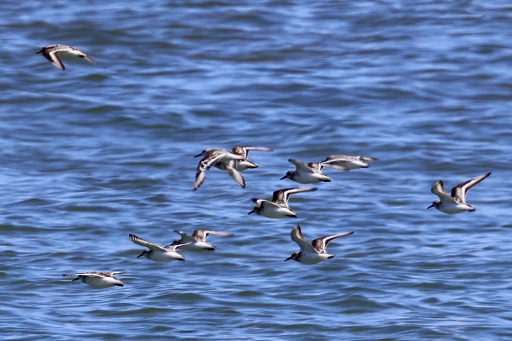 Sanderling - ML622481069