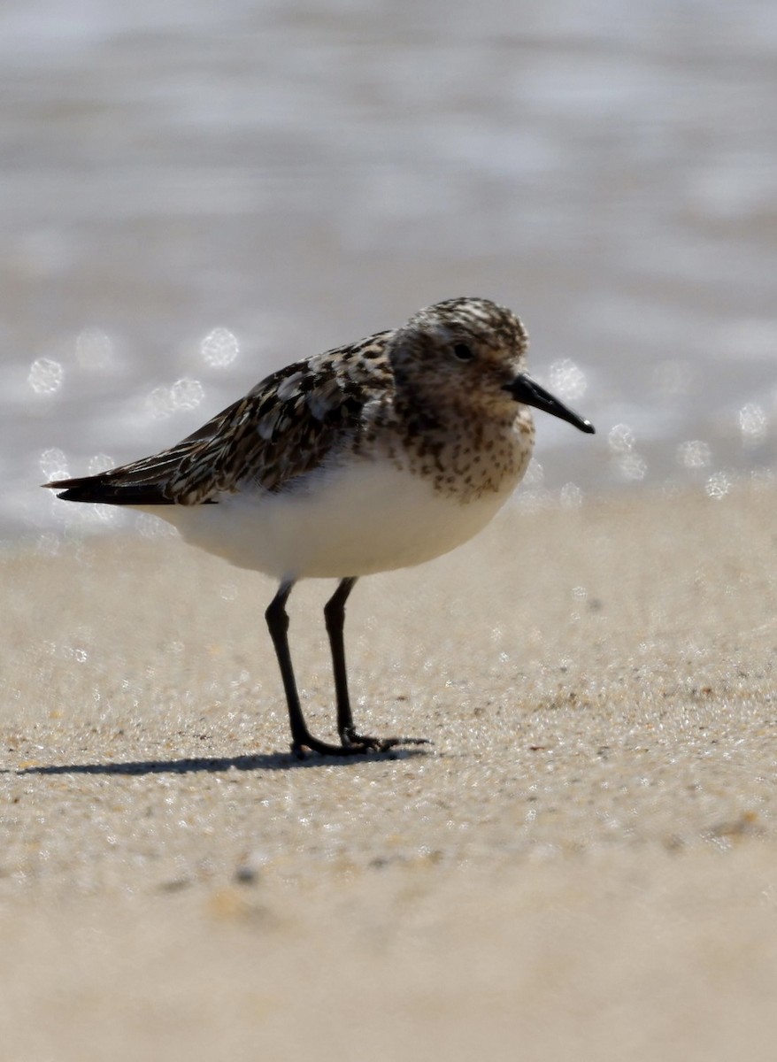 Sanderling - ML622481070