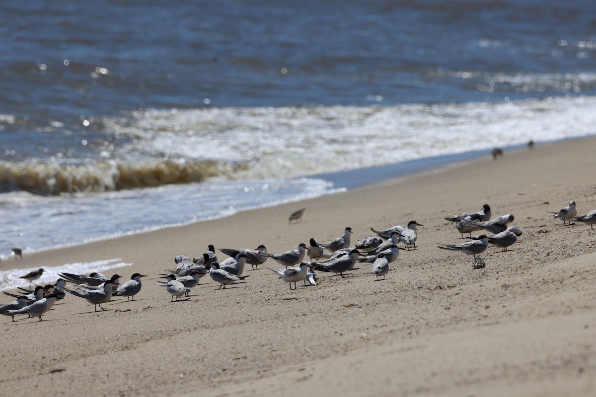 Common Tern - ML622481095