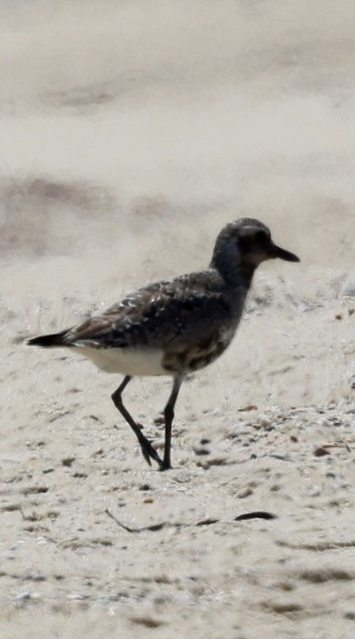 Black-bellied Plover - ML622481121