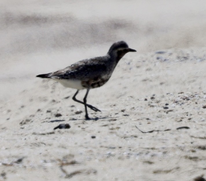 Black-bellied Plover - ML622481122