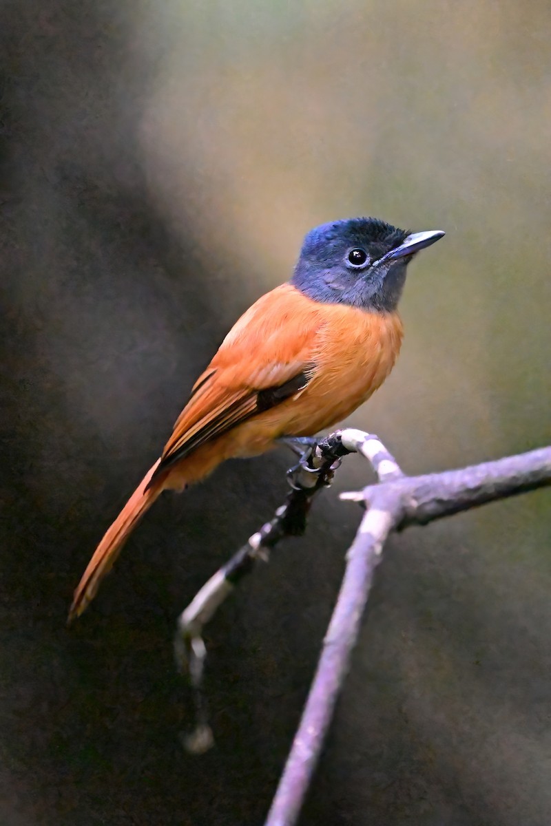 Black-headed Paradise-Flycatcher - ML622481134