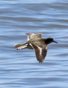 Spotted Sandpiper - ML622481163