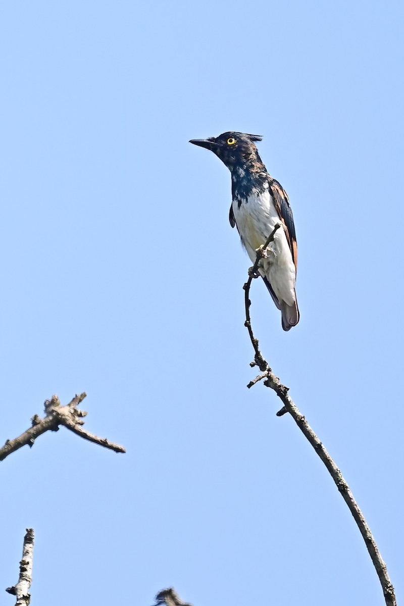 Black-and-white Shrike-flycatcher - ML622481229