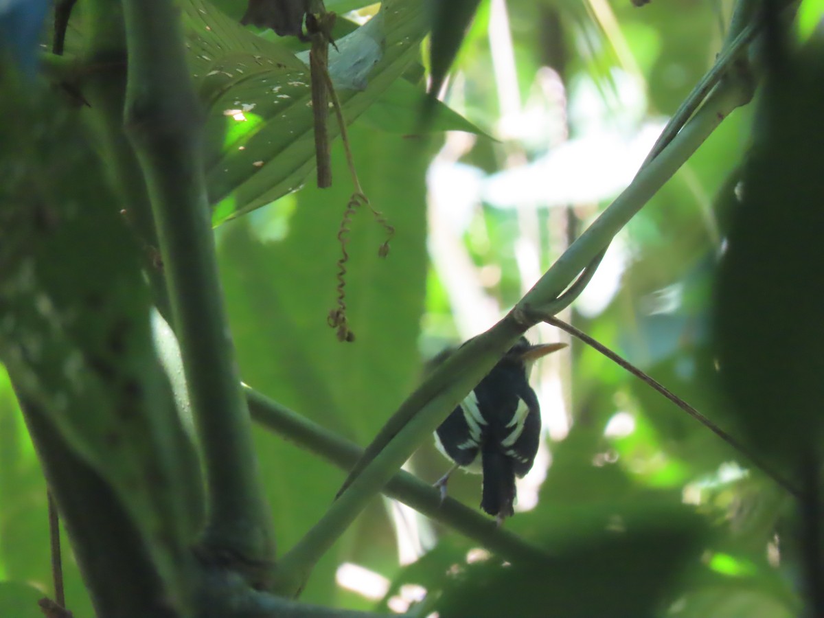 Black-and-white Tody-Flycatcher - ML622481334