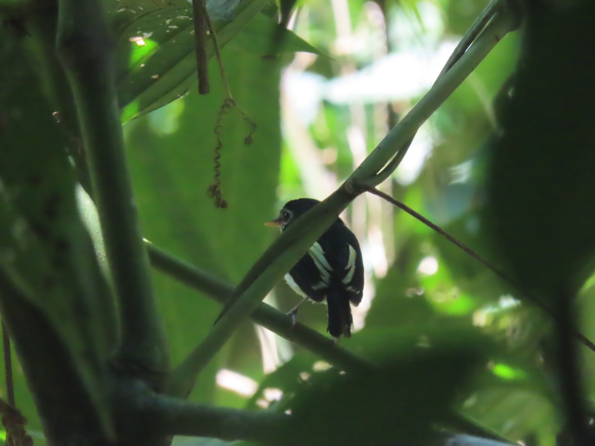 Black-and-white Tody-Flycatcher - ML622481335