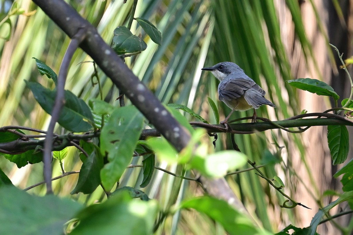 White-chinned Prinia - ML622481338