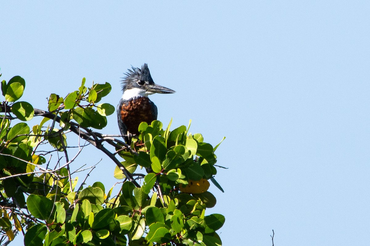 Ringed Kingfisher (Northern) - ML622481339