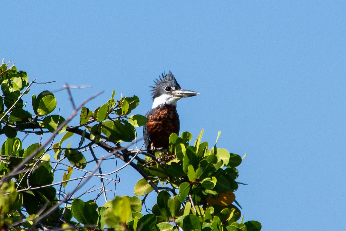 Martín Gigante Neotropical (torquata/stictipennis) - ML622481340