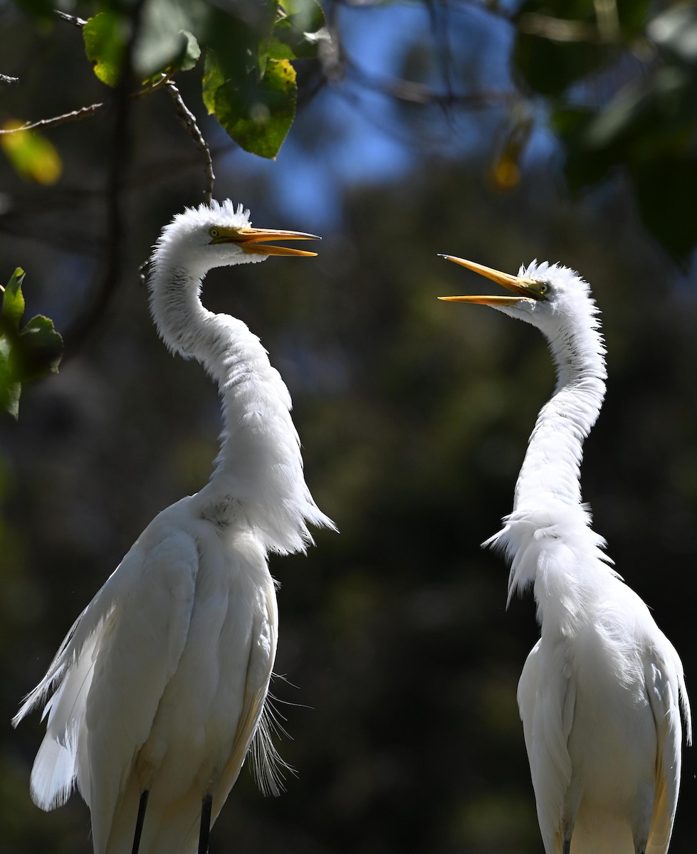 Great Egret - ML622481348