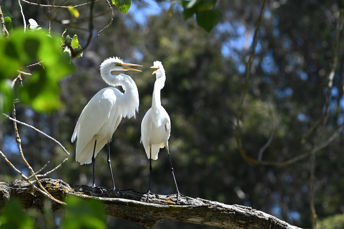 Great Egret - ML622481349