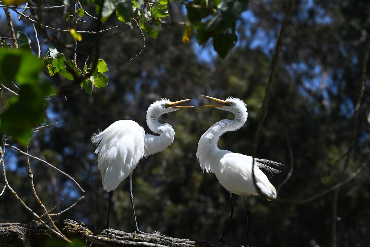 Great Egret - James  Watts, Jr