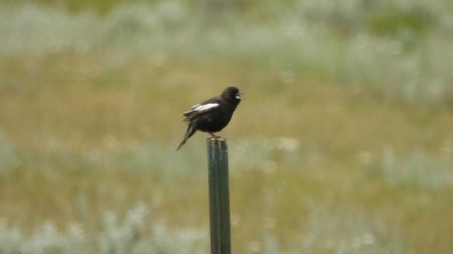 Lark Bunting - ML622481379