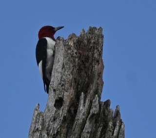 Red-headed Woodpecker - ML622481413