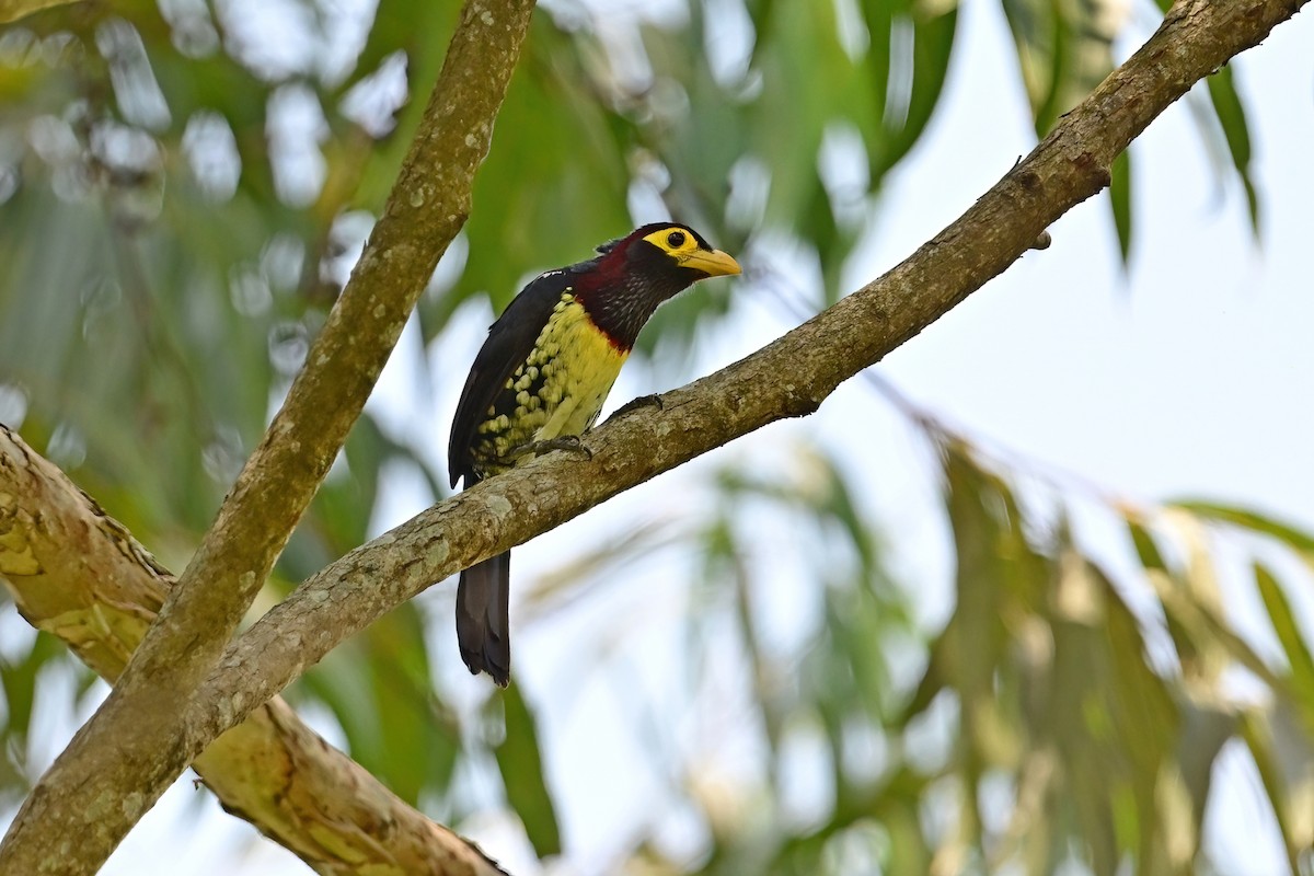 Yellow-billed Barbet - ML622481525