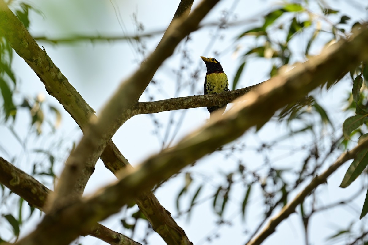 Yellow-billed Barbet - ML622481526