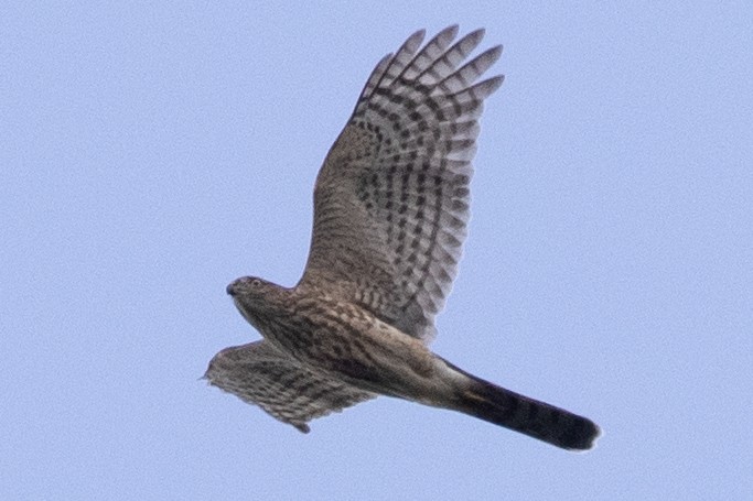 Cooper's Hawk - David Brown