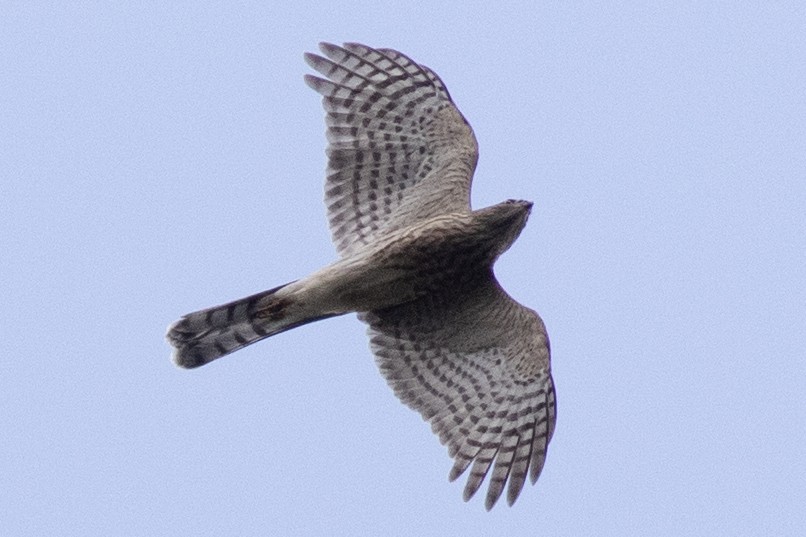 Cooper's Hawk - ML622481643