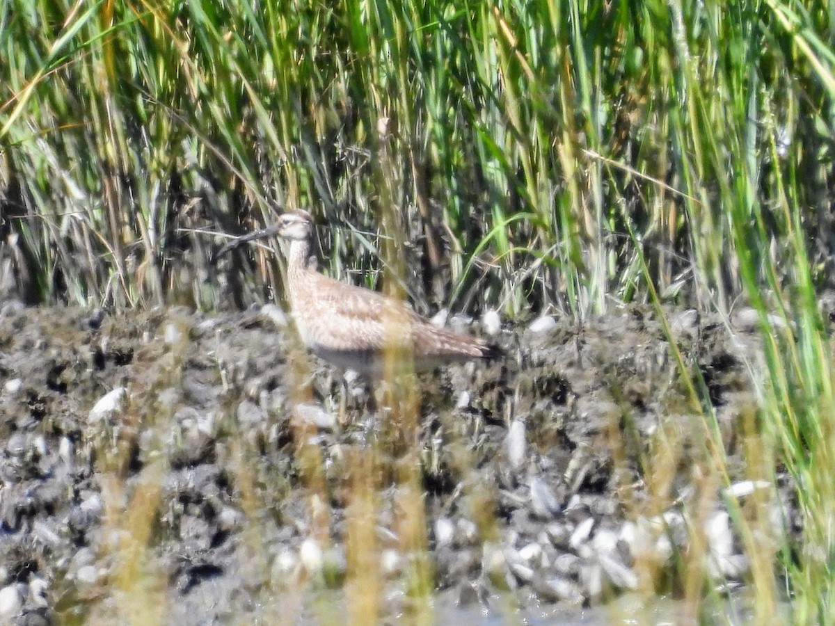 Whimbrel - ML622481691