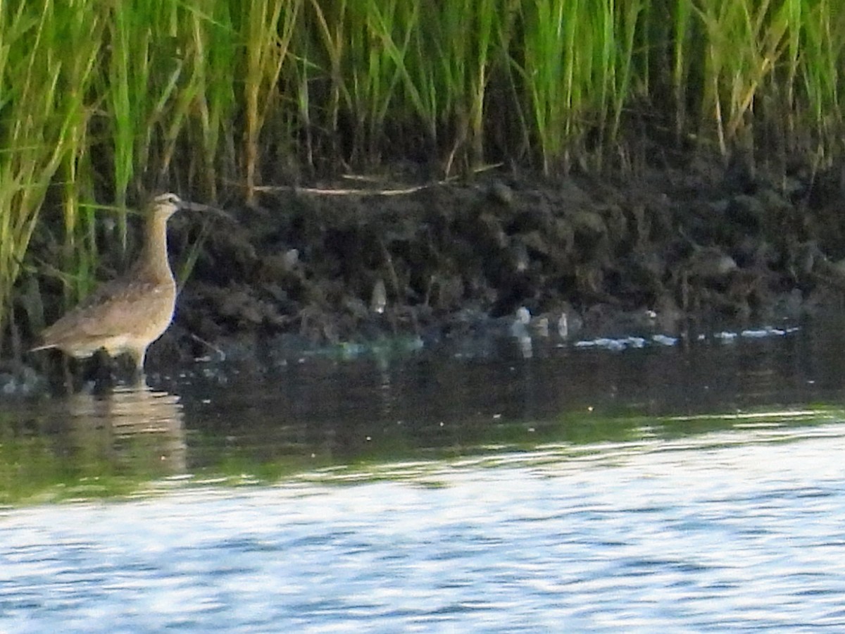 Whimbrel - Lisa Schibley