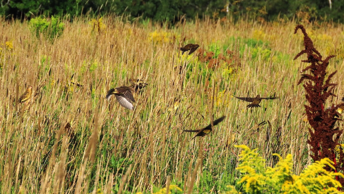 Bobolink - ML622481697