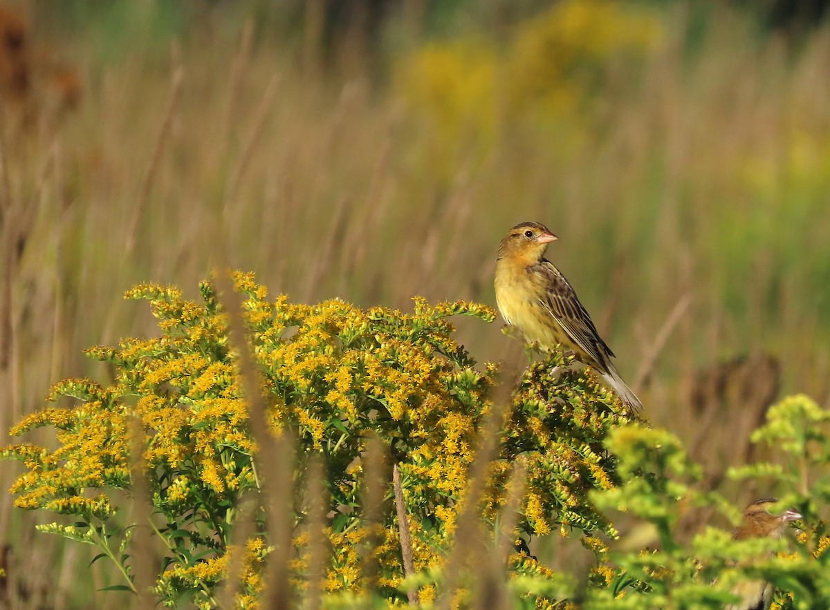 Bobolink - ML622481698