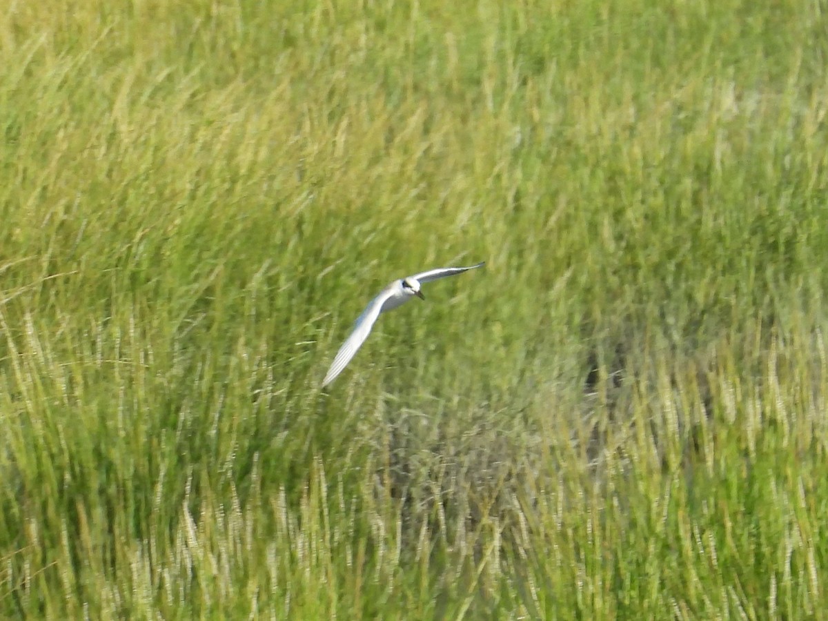 Forster's Tern - ML622481702