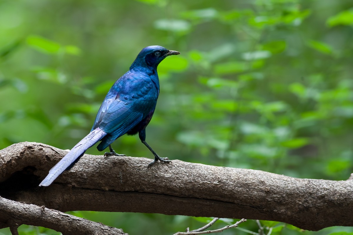 Meves's Starling - ML622481766